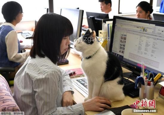 刘家琨致谢猫背后的科学依据：撸猫减压实操指南
