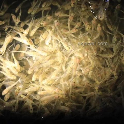 《东极岛》定档预告：创新视角解锁电影新期待，跨界融合探索未知海域