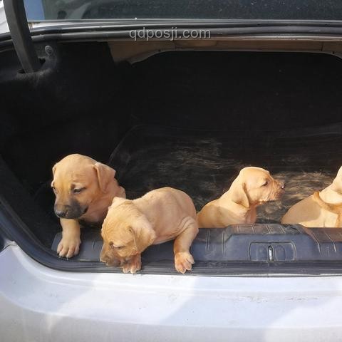 狗语解码：跨界沟通的创新之旅，邂逅凶犬的新篇章